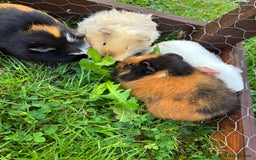 Guinea Pig rodents for sale: “4 Adorable Female Guinea Pigs with Hutch & Access - Image 2