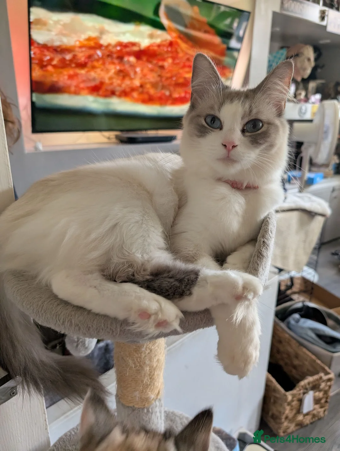 Mixed Breed cats for sale: Bi colour Ragdoll cross female kittens  in Sheffield - Advert 2