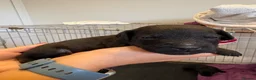 Patterdale Terrier dogs for sale: Patterdale puppies  - Advert 9