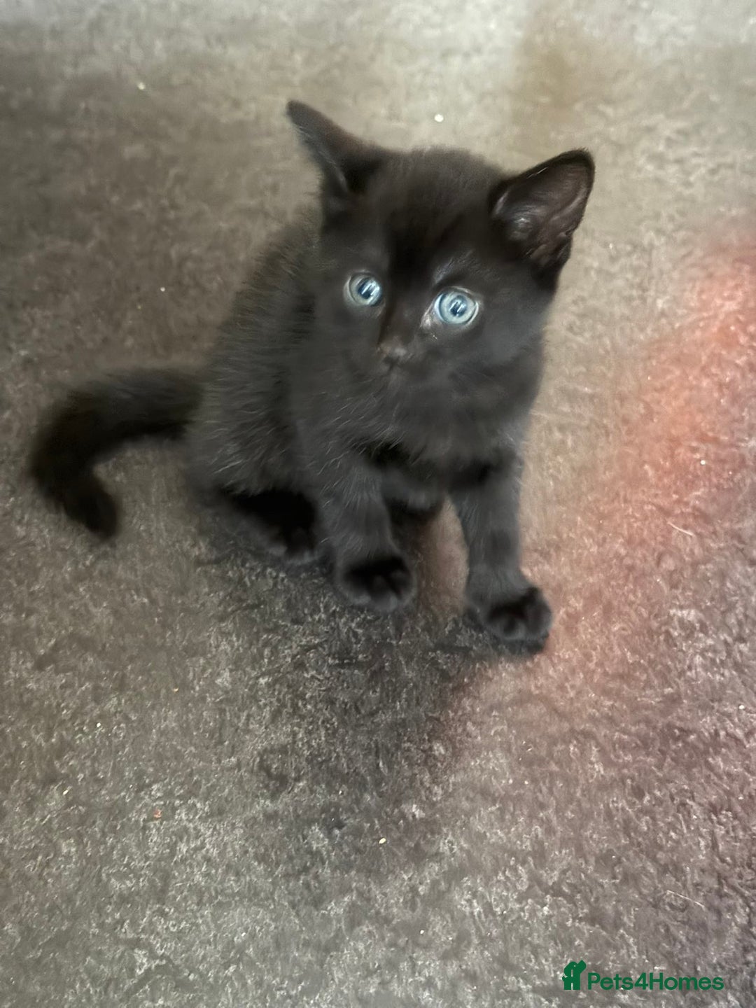 Mixed Breed cats for sale: Litter of 3 female kittens  - Image 3