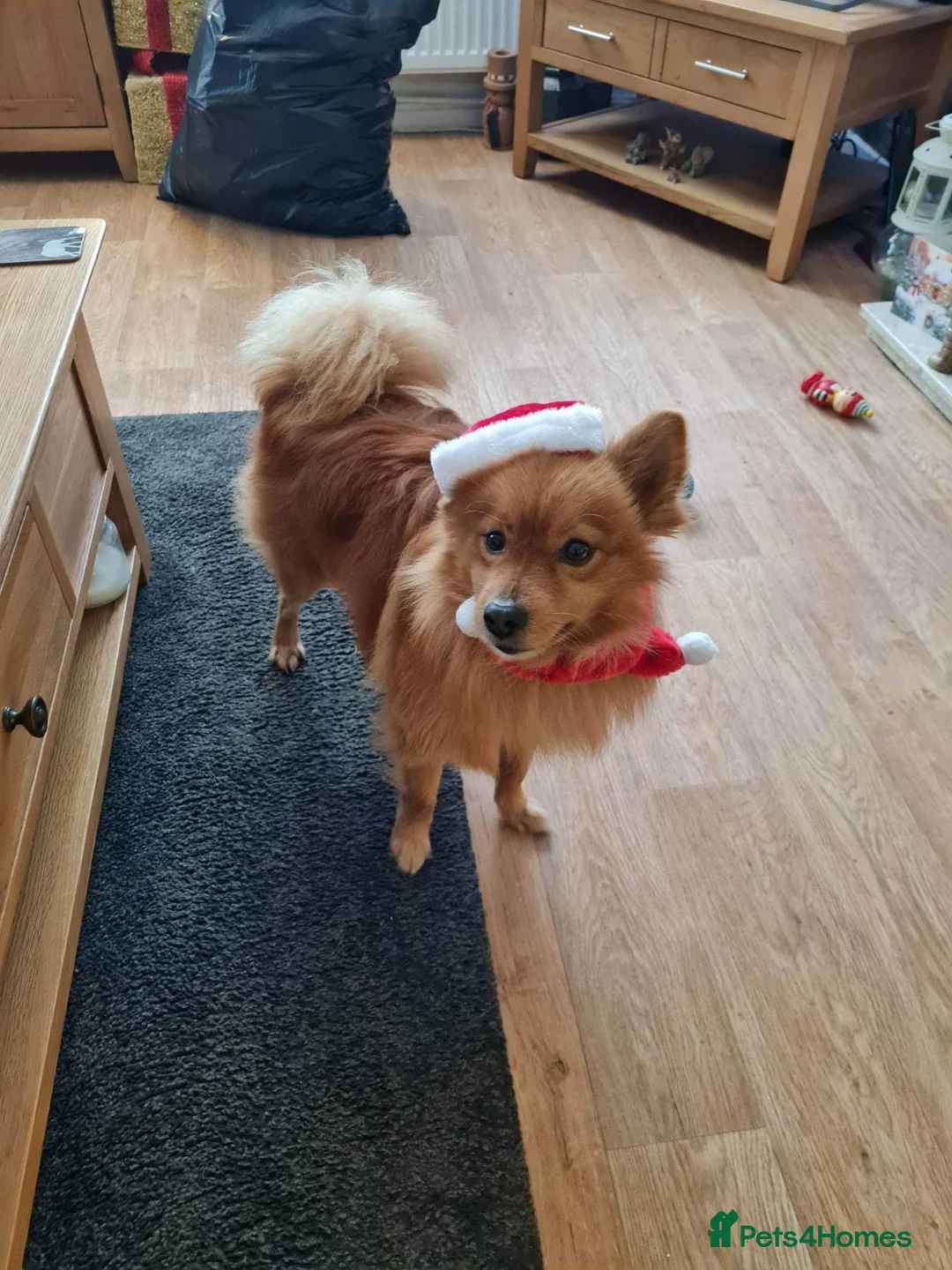 Mixed Breed dogs for adoption: 💙 DEXTER💙: active, playful Pomeranian Cross - Advert 4