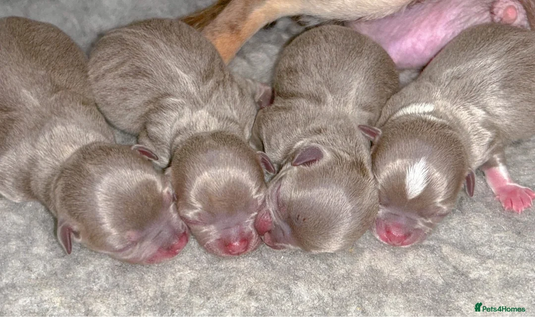 Chihuahua dogs for stud: Well Proven KC Reg Long Coat Lilac & Tan Stud in Washington - Advert 5