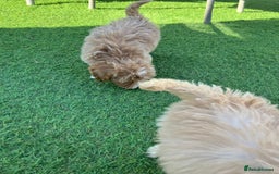 Cockapoo dogs for sale: Our baby cockapoos 🥰 - Image 18