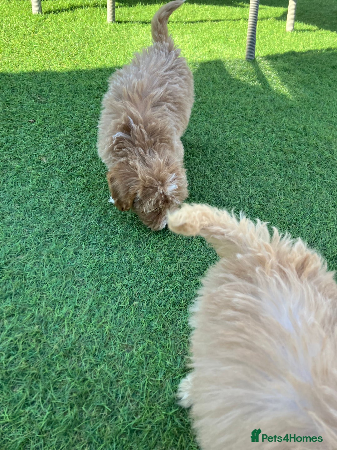 Cockapoo dogs for sale: Our baby cockapoos 🥰 - Image 18