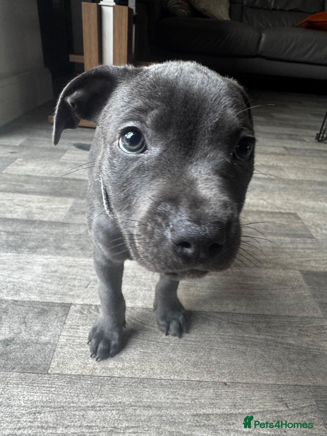 Staffordshire Bull Terrier dogs for sale: Blue Staffordshire terrier puppies/ 1 girl left  in Bristol - Image 10