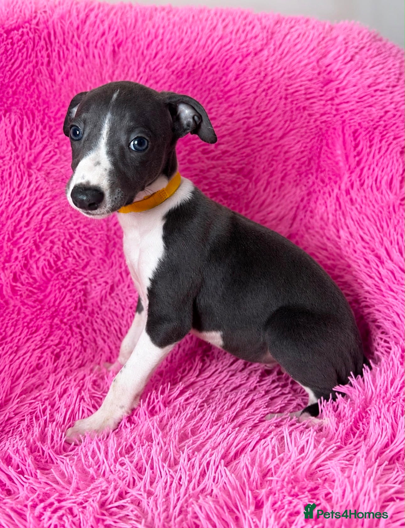 Whippet dogs READY NOW! Quality pedigree whippet puppies3left  - Advert 13
