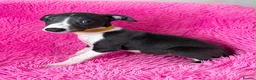 Whippet dogs for sale: Only 3 boys Quality pedigree whippet puppies left  - Advert 6