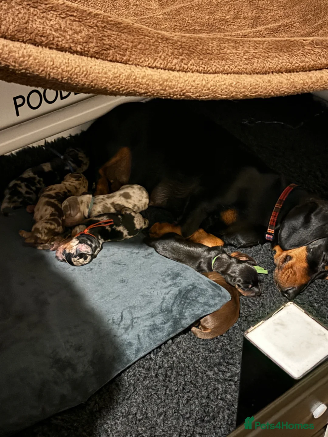 Miniature Dachshund dogs for sale: Miniature Dachshunds DNA tested in Alfreton - Advert 9