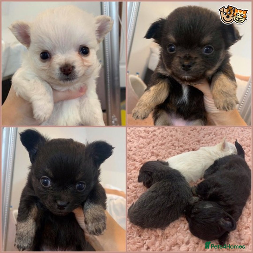 Chihuahua dogs for stud: KC Lilac Tri Long Coat Chihuahua Well Proven Stud in Washington - Advert 5