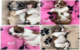 Lhasa Apso dogs for sale: Beautiful Lhasa apso puppies 🐶  - Image 37