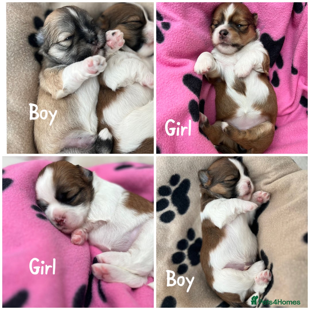 Lhasa Apso dogs for sale: Beautiful Lhasa apso puppies 🐶  - Image 37