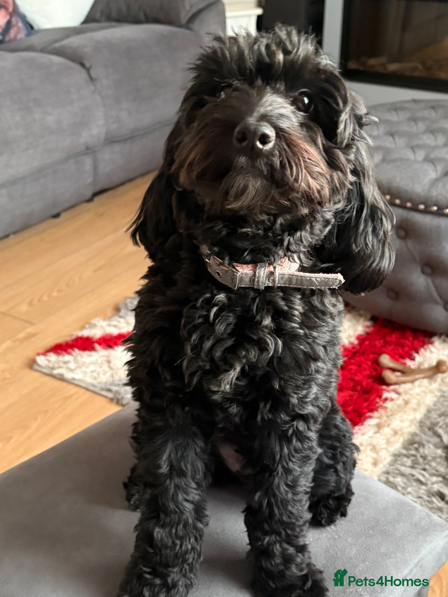 Cockapoo dogs Betty  - Advert 15