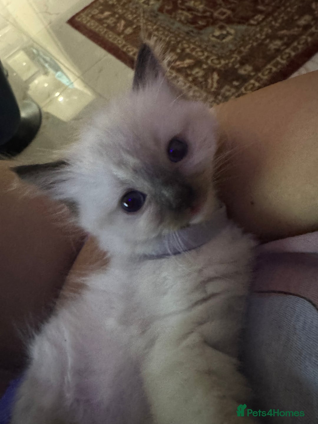 Ragdoll cats for sale: Pure fluffy Ragdoll kittens looking for5 star home - Image 7