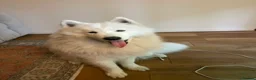 Samoyed dogs for sale: Samoyed 1 year old - male - Advert 3