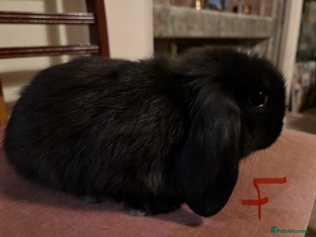 Mini Lop rabbits for sale: Fabulous Super Friendly Mini Lops - Advert 33