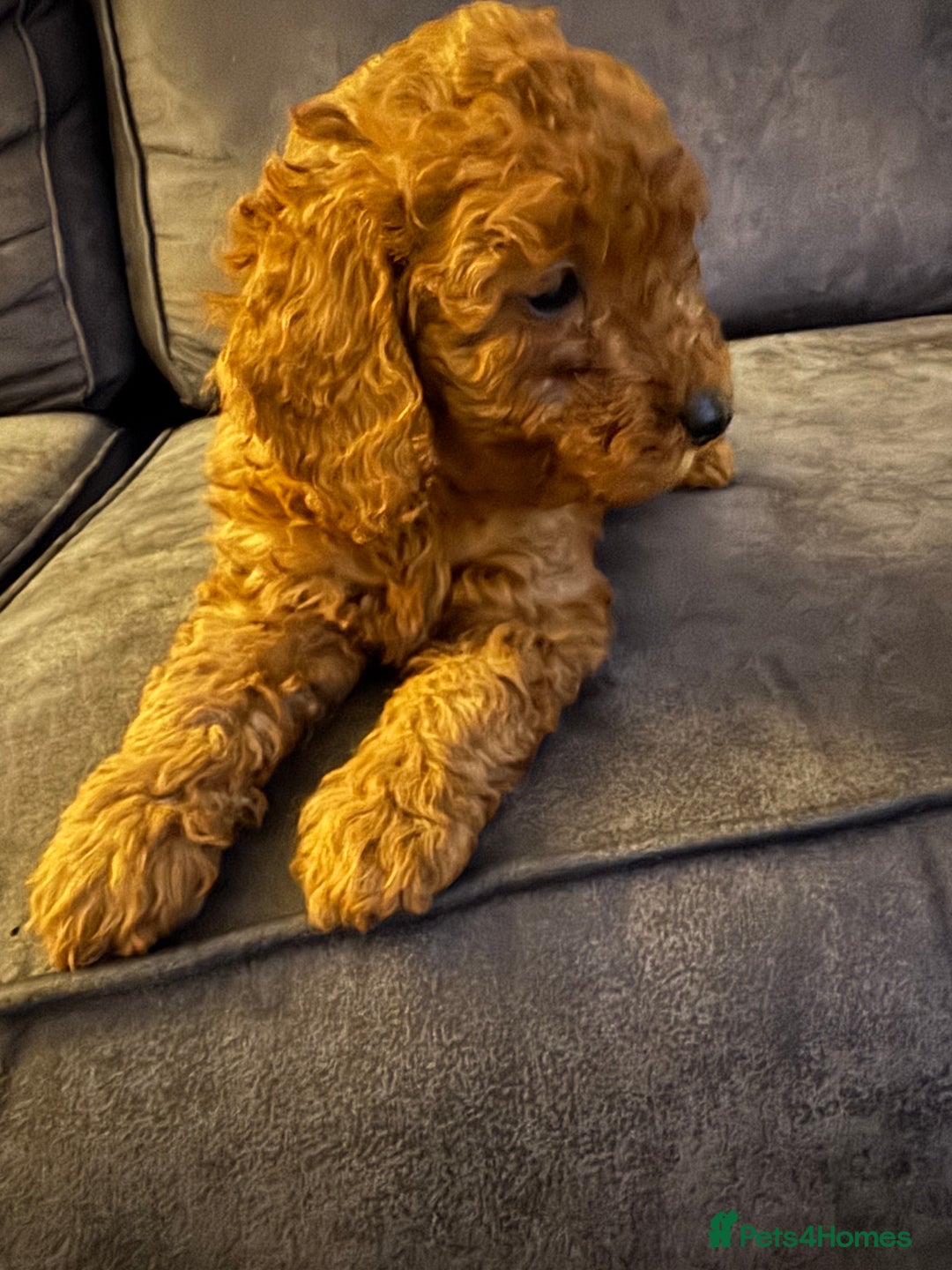 Cockapoo dogs for sale: Beautiful cockapoos  - Advert 9