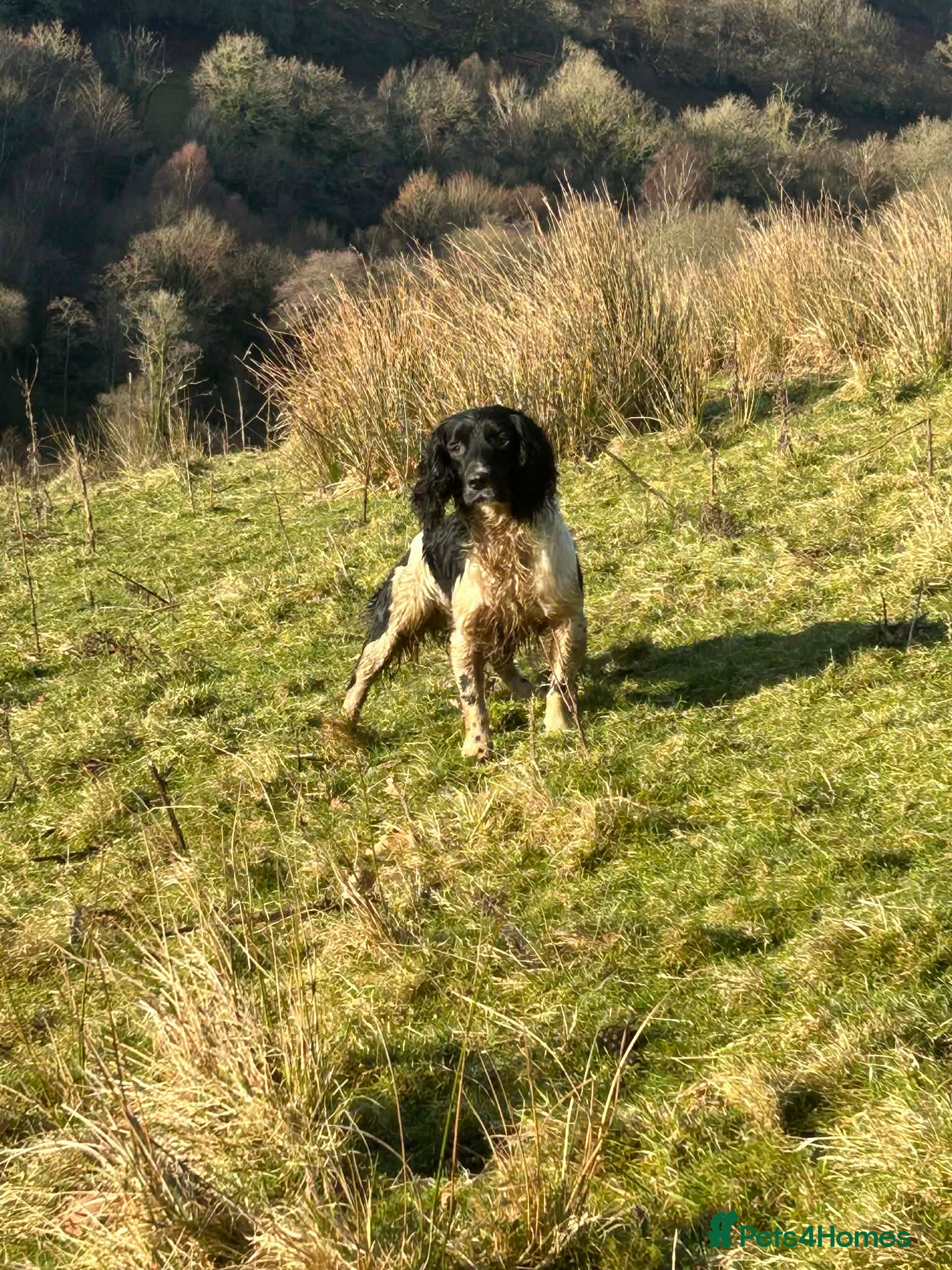 Alltfraith king of the south 