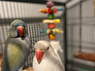 Ringnecks birds - Advert 6