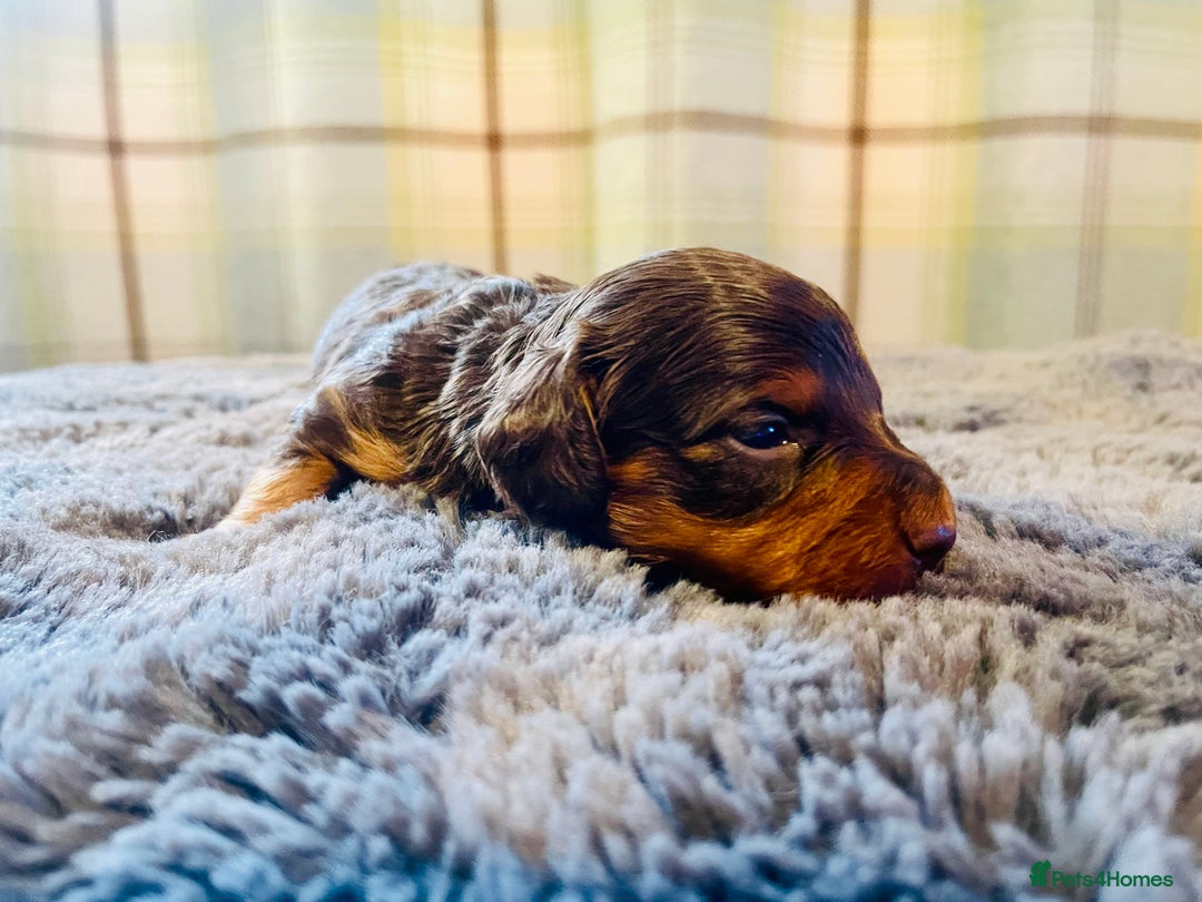 Miniature Dachshund dogs for sale: Gorgeous Long Haired KC Miniature Dachshunds - Image 16
