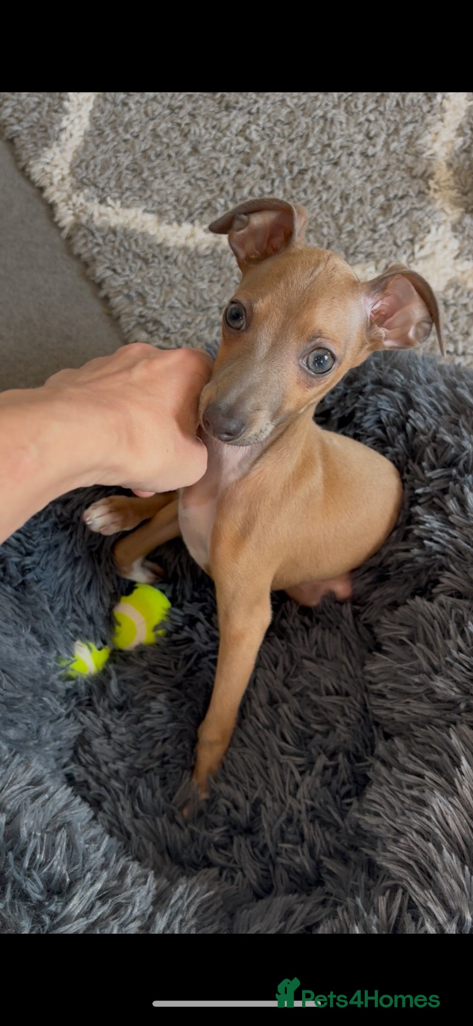 Italian Greyhound dogs 10 week old male Italian Greyhound - Advert 1