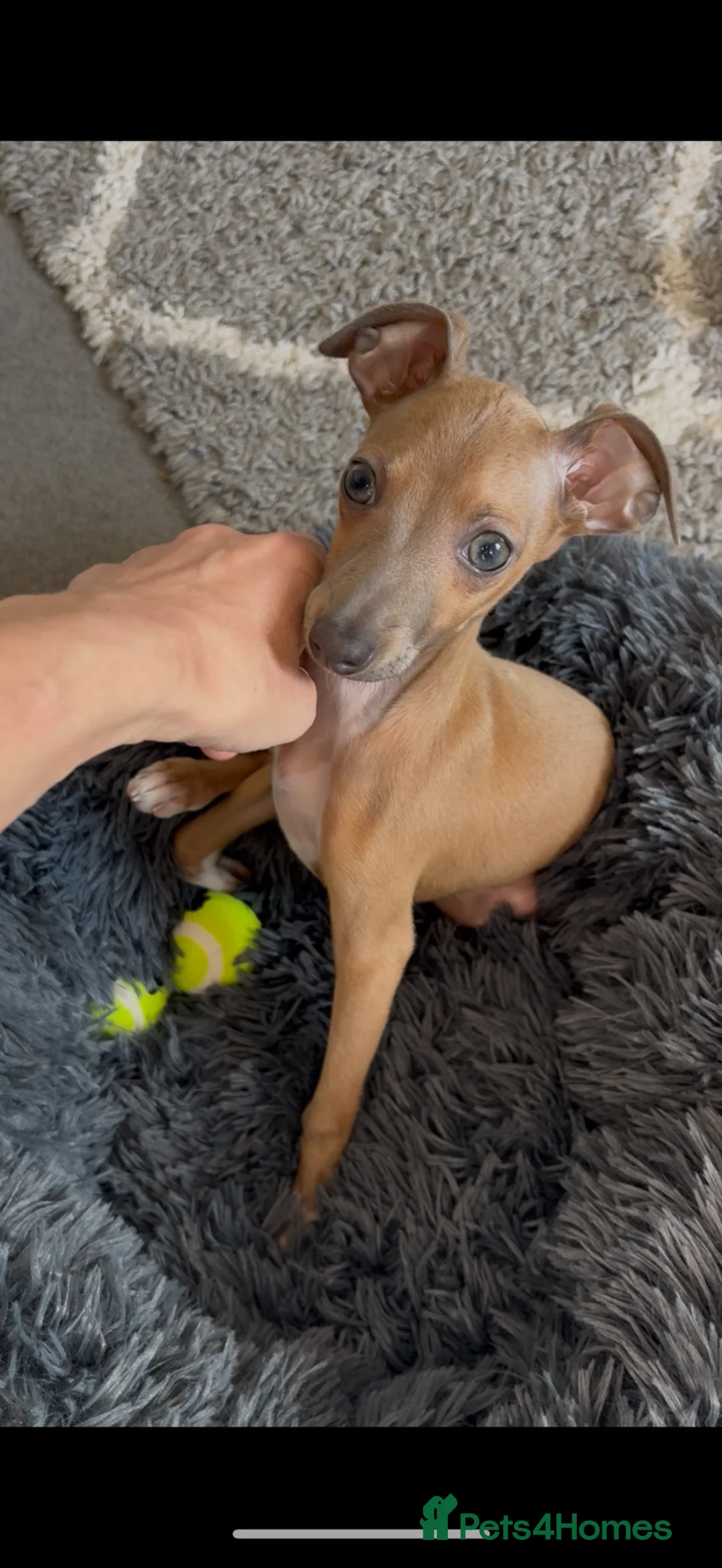 Italian Greyhound dogs for sale: 10 week old male Italian Greyhound - Advert 1