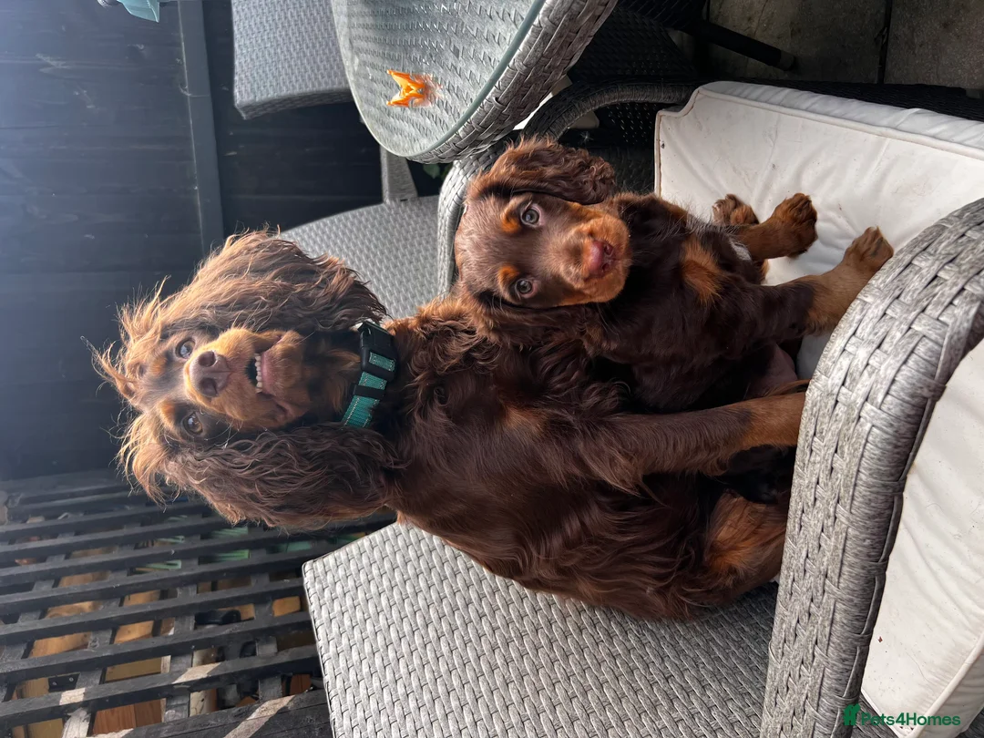 Cocker Spaniel dogs for sale: Cocker Spaniel 2 years old  - Advert 5