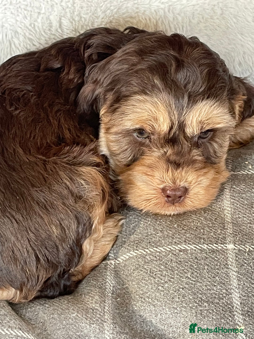 Cockapoo dogs for sale: Cockapoos - Advert 5