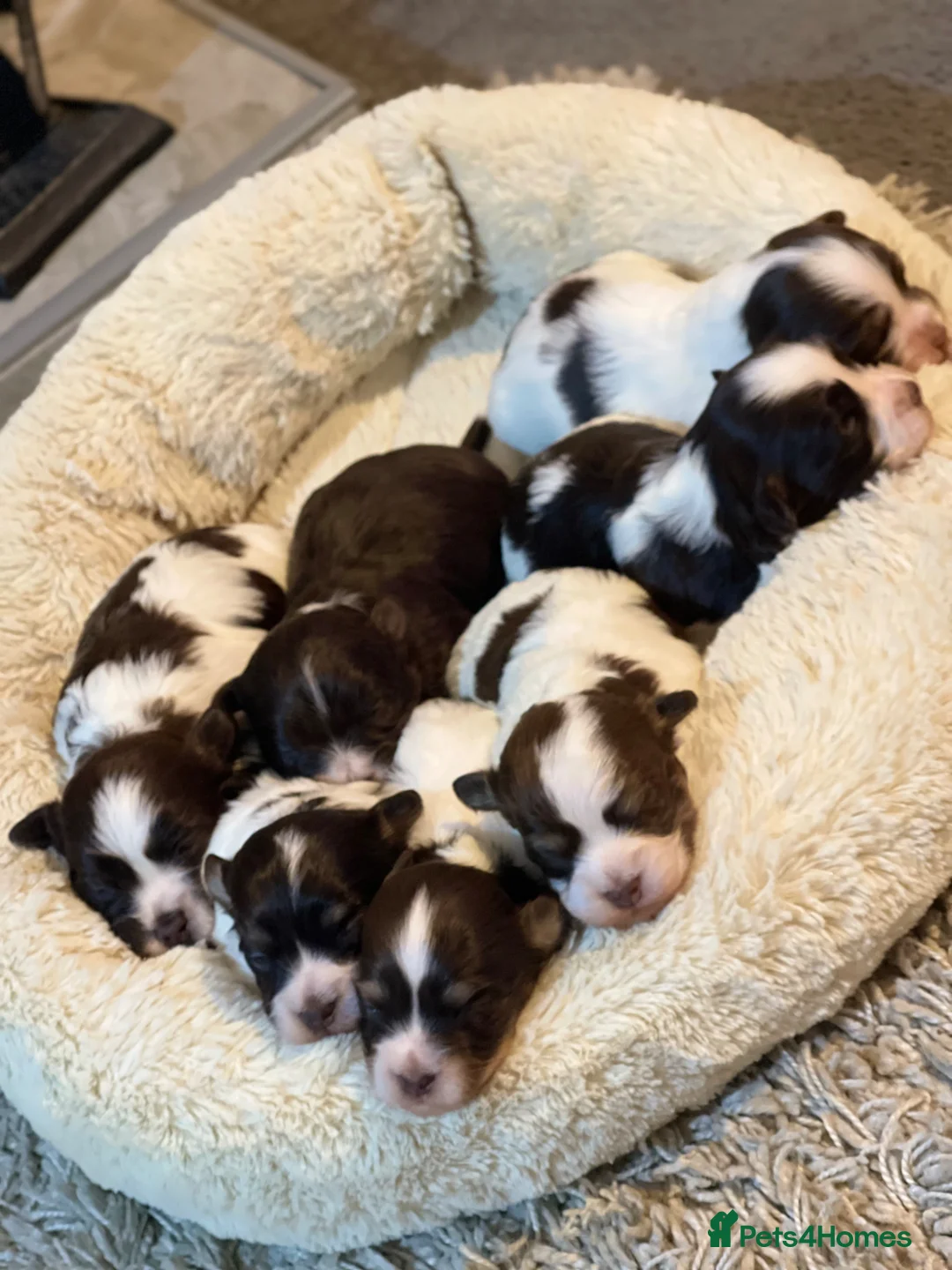 Havanese dogs for sale: Exceptional KC Reg Havanese Puppies – 5⭐ Pedigree, - Advert 1