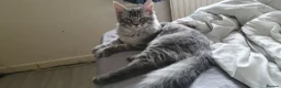 Maine Coon cats for sale: 2 boys 1 girl. MAINE COON KITTENS 3LEFT🐾 ACTIVE. - Advert 2