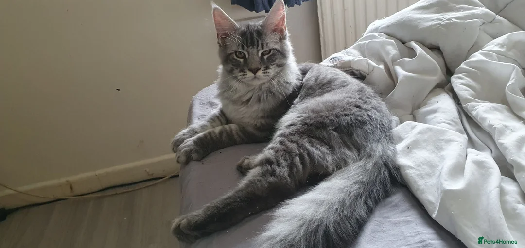 Maine Coon cats for sale: 2 boys 1 girl. MAINE COON KITTENS 3LEFT🐾 ACTIVE. - Advert 2