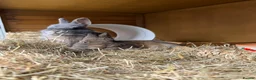 Netherland Dwarf rabbits for sale: Netherland dwarf brothers  in Montgomery - Advert 5