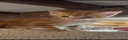 Mixed Breed cats for sale: Beautiful Family-Raised Kittens in Oswestry - Advert 4