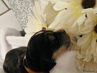 Cocker Spaniel dogs Show Cocker Pups - HEALTH TESTED & VACS - Advert 5