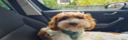Cockapoo dogs for sale: Rehoming 12 month old Cockapoo - Advert 4