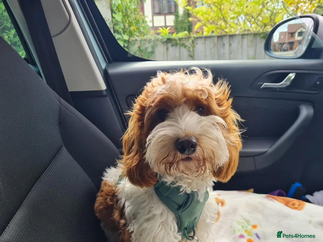 Cockapoo dogs for sale: Rehoming 12 month old Cockapoo - Advert 4