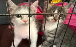 Mixed Breed cats for sale: 2 kittens available for their forever homes - Image 5