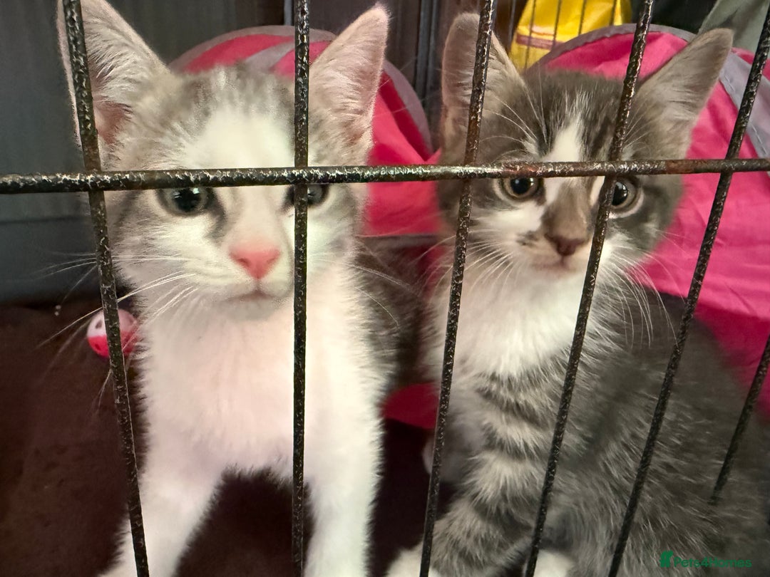 Mixed Breed cats for sale: 2 kittens available for their forever homes - Image 5