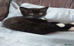British Shorthair cats for sale: BSH black kittens  - Image 4