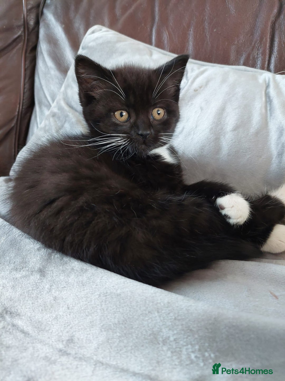 British Shorthair cats for sale: BSH black kittens  - Image 4