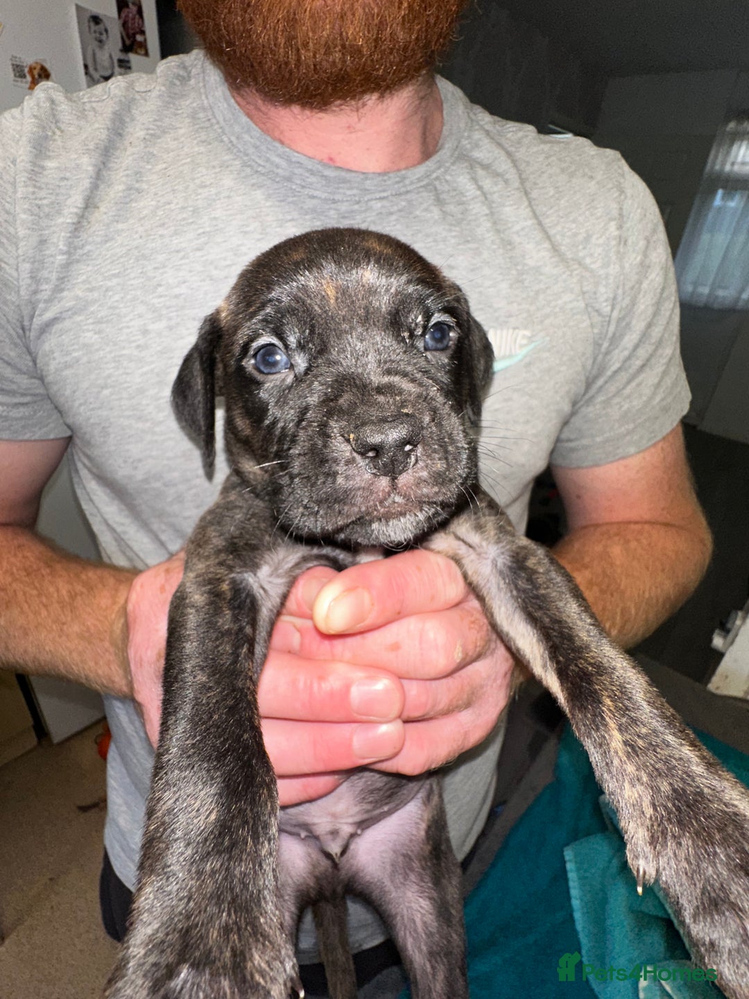 Mixed Breed dogs for sale: Cane corso X staff - Image 9