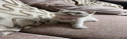 British Shorthair cats for sale: Chunky Lilac British Shorthair Kittens for sale!!! - Advert 10