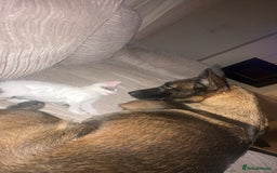 Belgian Shepherd Dog dogs for sale: Beautiful Malinois Needs Loving Active Home - Image 2