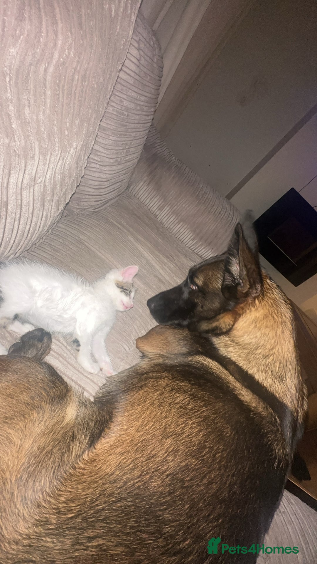 Belgian Shepherd Dog dogs for sale: Beautiful Malinois Needs Loving Active Home - Image 2
