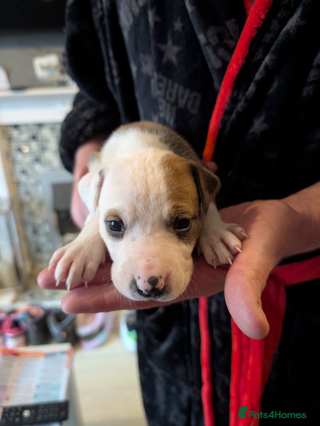 Mixed Breed dogs for sale: Staffy X pups  - Advert 10