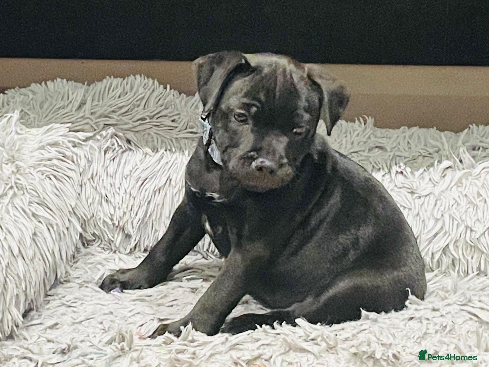 Staffordshire Bull Terrier dogs ✨ READY NOW ✨2 Black Brindle Girls 🩷 🐾 🩷 🐾 - Advert 2