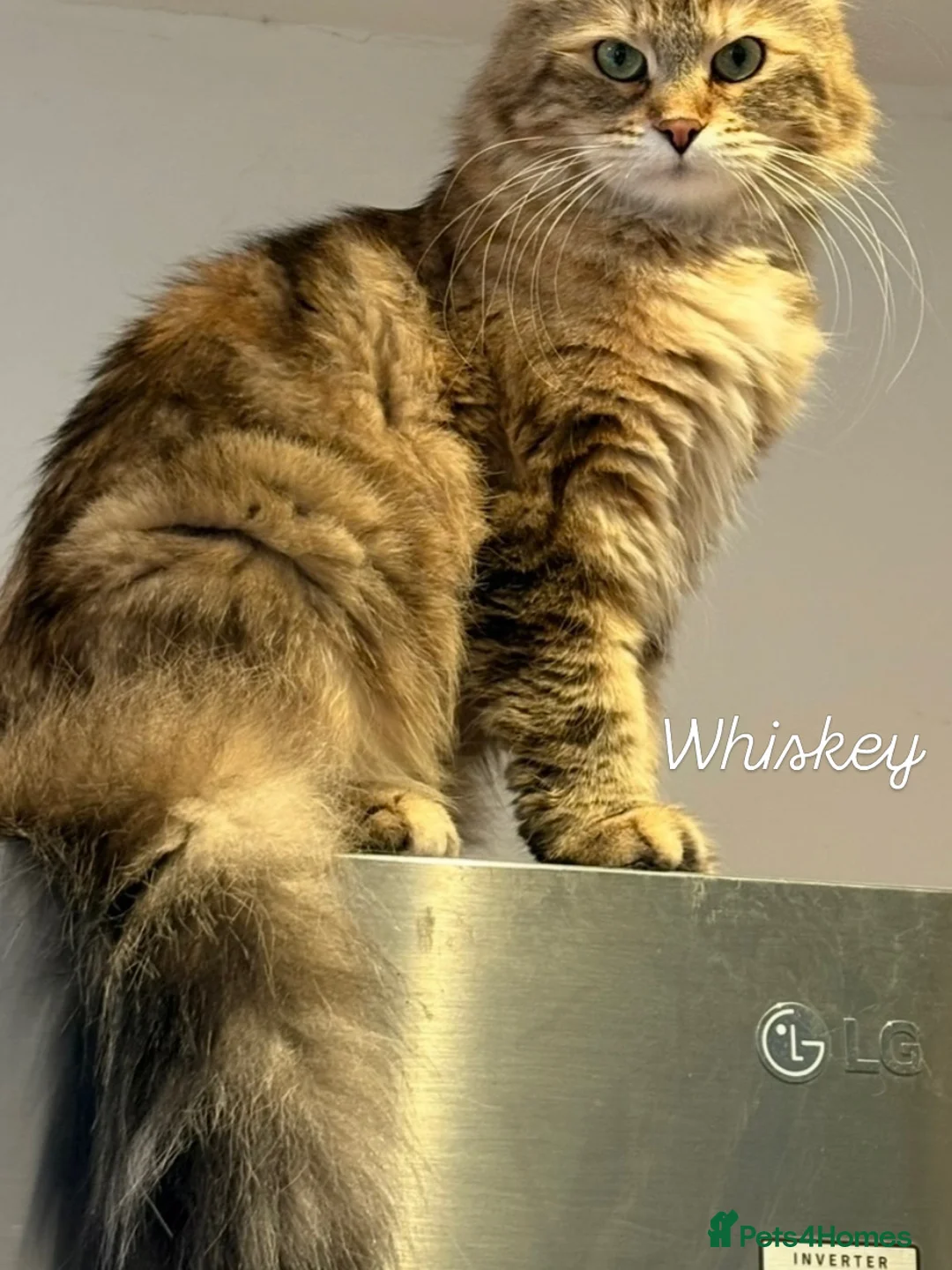 Siberian cats for sale: Siberian Kittens  - Advert 2