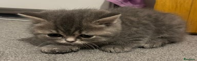 British Shorthair Kitten 1