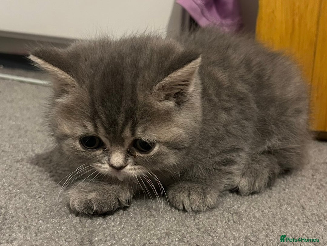 British Shorthair cats for sale: Beautiful British Shorthair kittens  - Advert 24