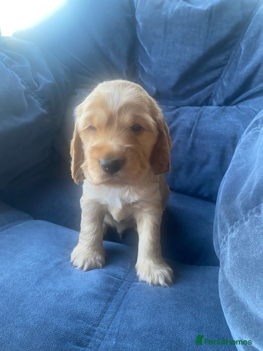 Cocker Spaniel dogs for sale: Show type Cockers  - Image 6