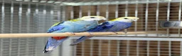 Parakeets birds for sale: Rosella parakeet - Advert 4